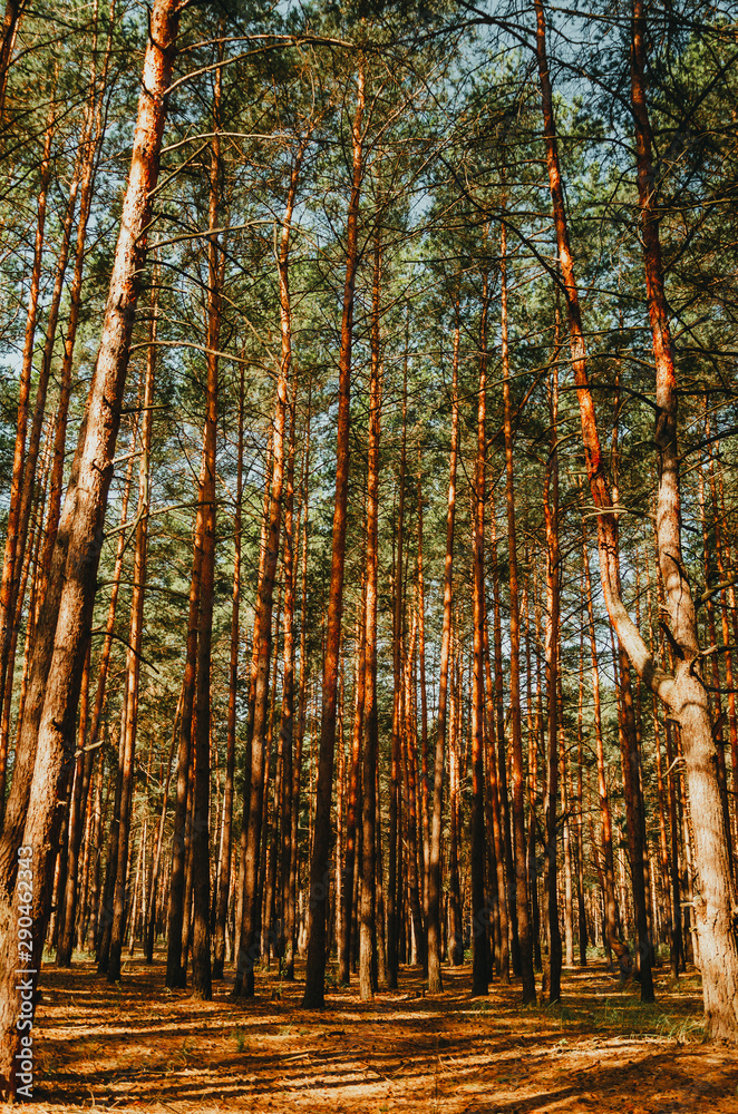 Beautiful pine forest in the summer.