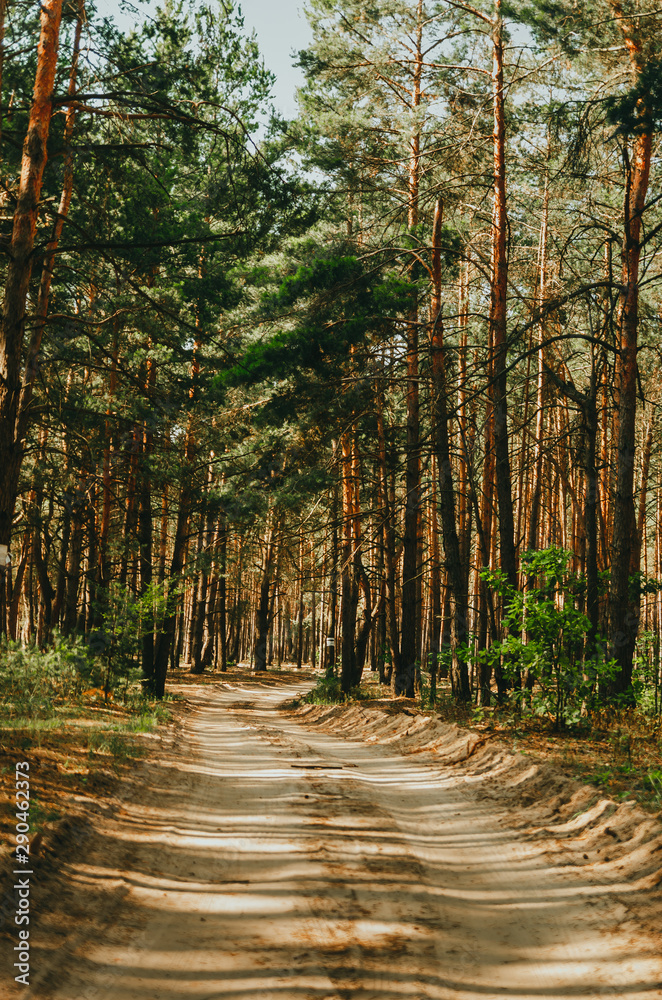 Obraz premium Beautiful pine forest in the summer.