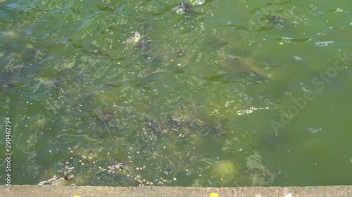 Group of Hungry Catfish Swimming in Water in Lake. photo
