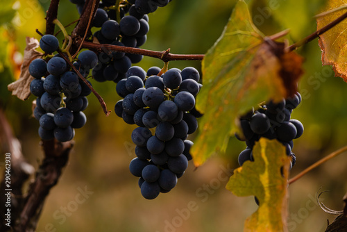 Bunches of ripe blue grapes. Close-up.