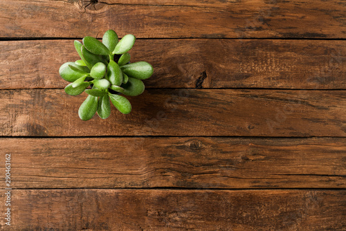 Small green plant on vintage wooden table with copyspace. Top view