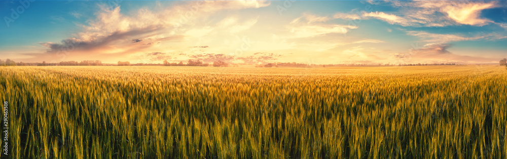 Field with ears of wheat at sunset