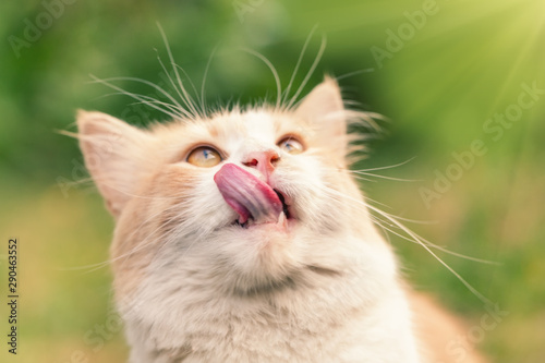 Ginger cat with tongue hanging out on green background