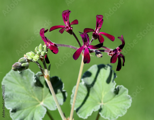 Foto Kapland-Pelargonie, Umckaloabo, Pelargonium, sidoides