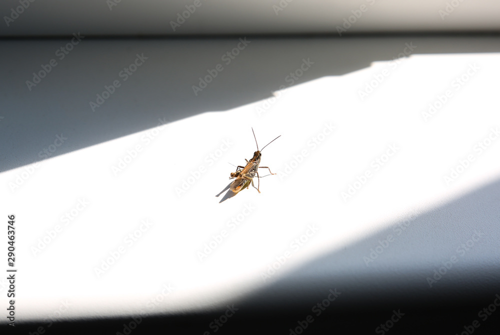 Grasshopper sitting on the window sill. Insect in the sun beams. Grasshopper sitting on the window sill. Insect in the sun beams.