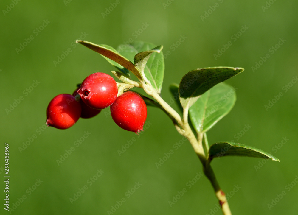 Cranberry, Vaccinium macrocarpon, Moosbeere Cranberry, Vaccinium macrocarpon, Moosbeere