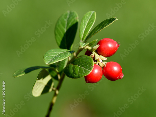 Cranberry, Vaccinium macrocarpon, Moosbeere