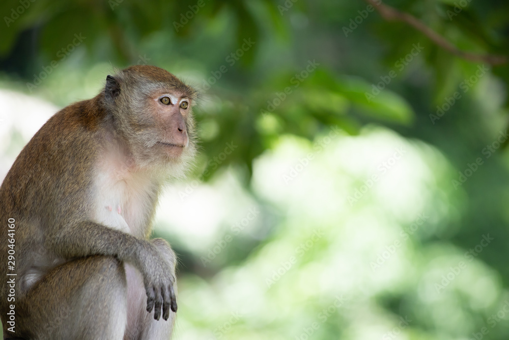 Macaque monkeys in the forest.