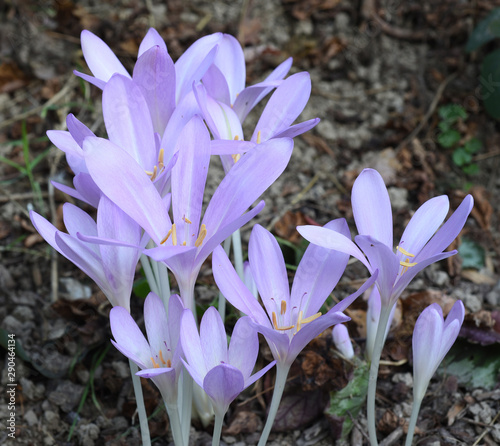 Herbstzeitlose, Colchicum, autumnale photo