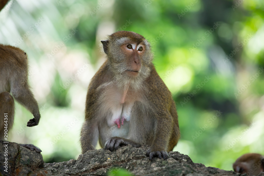 Macaque monkeys in the forest.