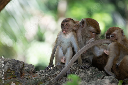 Macaque monkeys in the forest. © erika8213