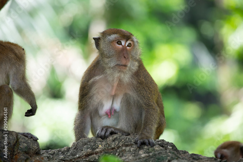Macaque monkeys in the forest.