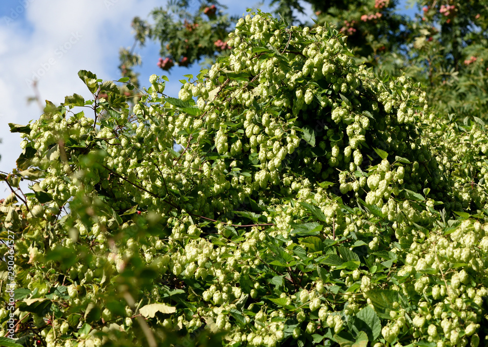 Hopfen, Humulus lupulus Hopfen, Humulus lupulus