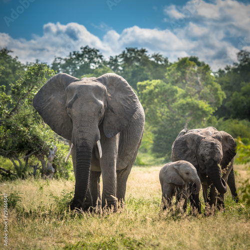 Elephants family in Kruger National Park, South Africa.
