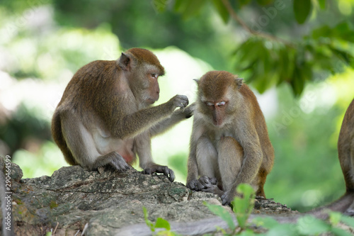 Macaque monkeys in the forest. © erika8213