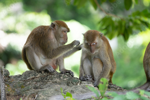 Macaque monkeys in the forest.