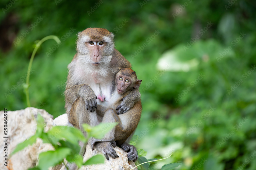 Macaque monkeys in the forest. Macaque monkeys in the forest.
