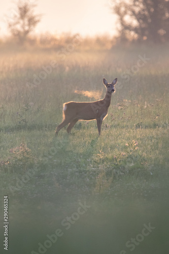 roe deer on the morning meadow