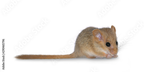 Hazel dormouse  (Muscardinus avellanarius), isolated on white background