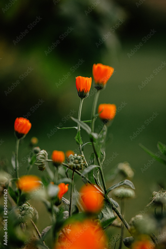 Obraz premium calendula flower