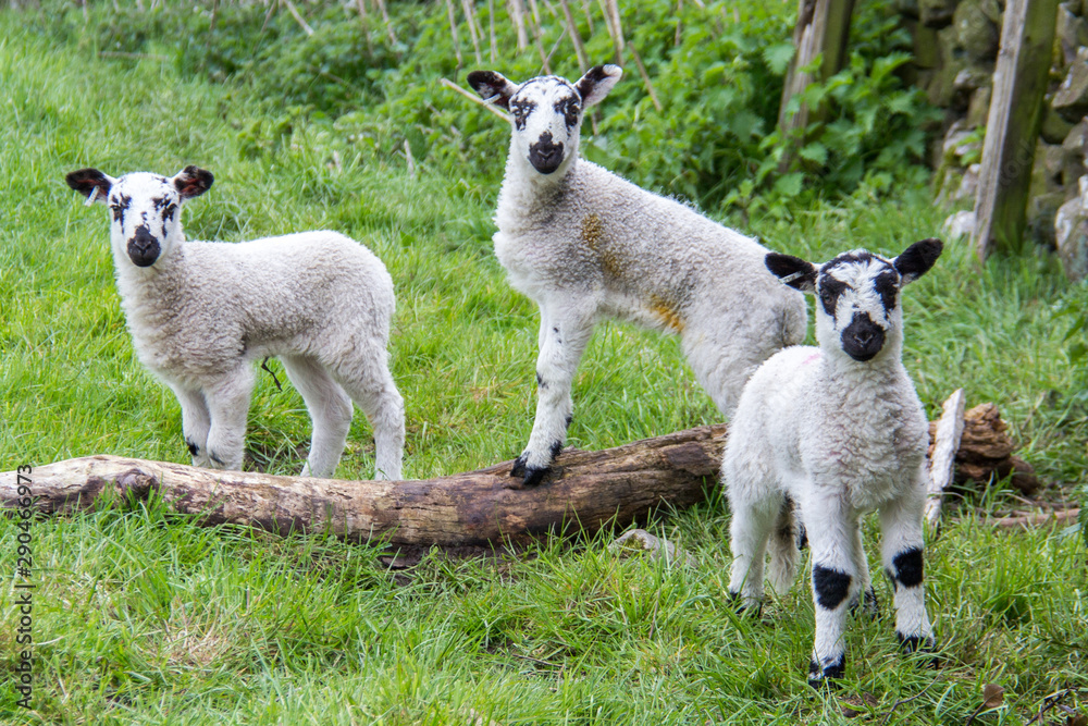 Three lambs in a field