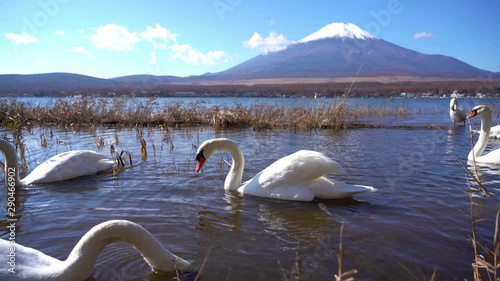 Swans in alake diving for food. A big mountain in the background. photo