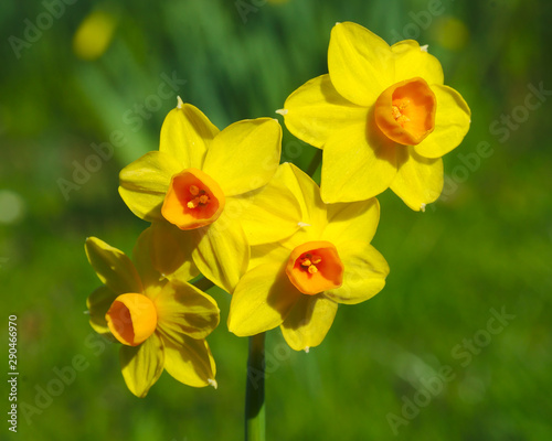 Daffodils 7