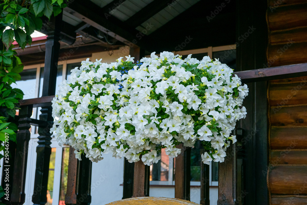 Fototapeta premium White petunia flowers on a house