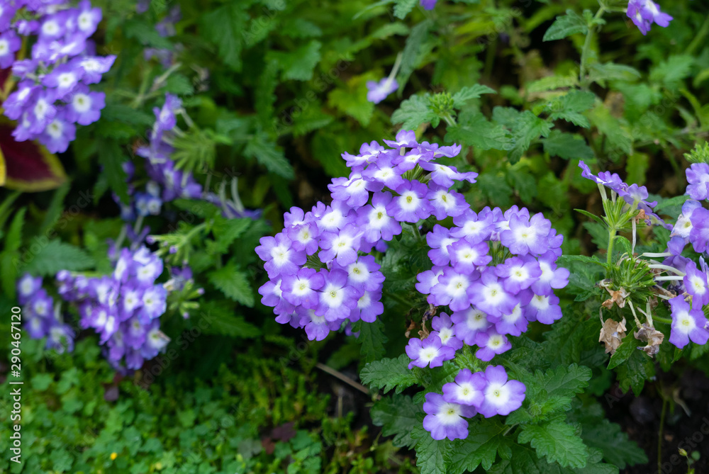 Beautiful flowers in a summer garden at morning Beautiful flowers in a summer garden at morning