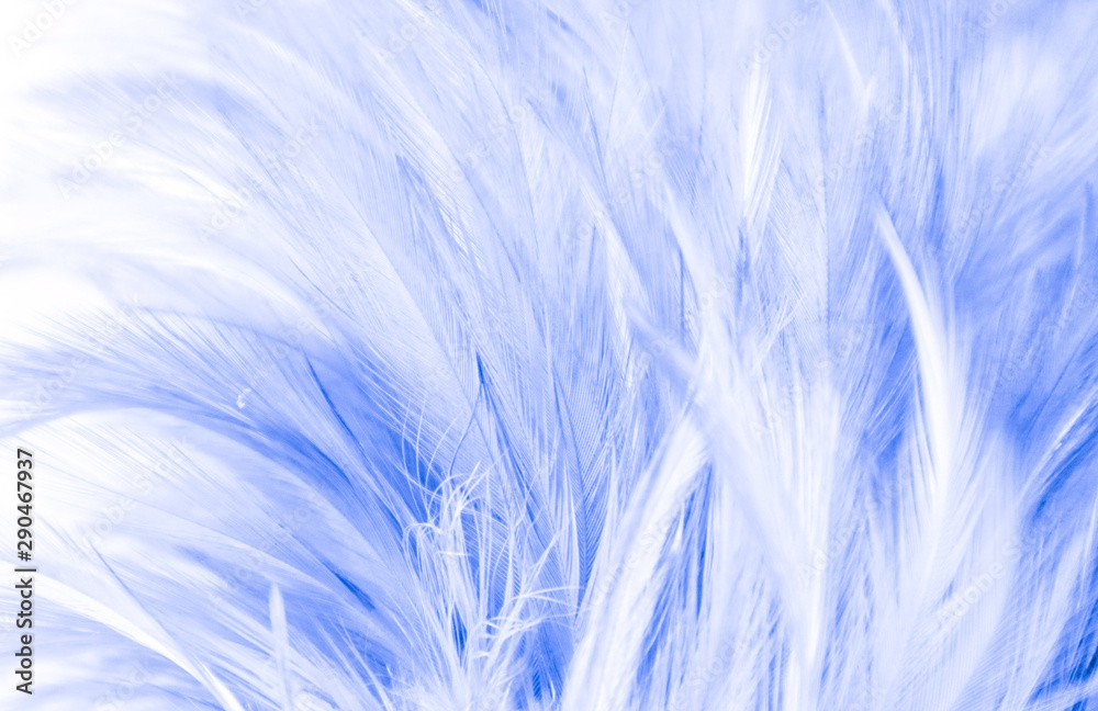 Beautiful abstract texture close up color white and blue feathers background and wallpaper