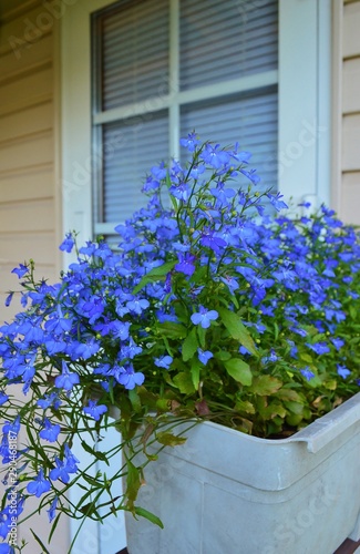 lobelia photo