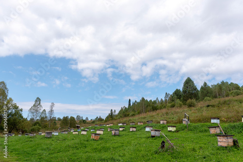 Many small wooden bee hives for collecting honey from flowers stand on the grass near the wild flower field and forest on the apiary in the Altai mountains.