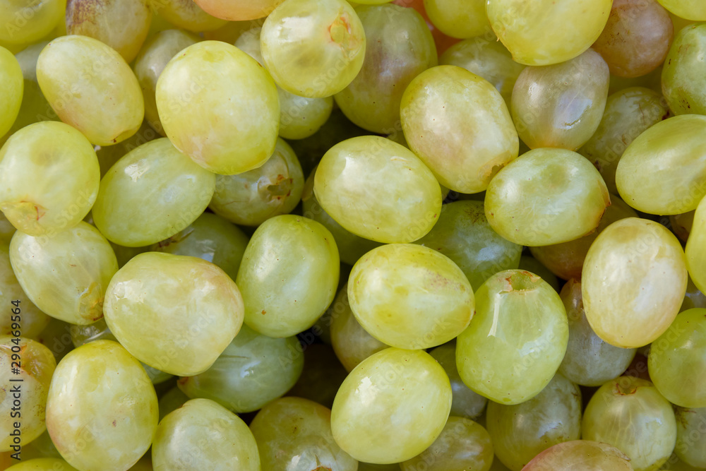 Many green grapes close up. Fruit of the autumn Many green grapes close up. Fruit of the autumn