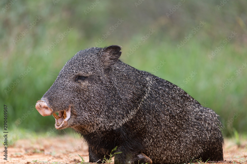 Wild Javelina (Peccary) in Southern Texas Wild Javelina (Peccary) in Southern Texas