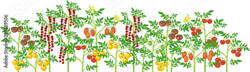 Agriculture plant border. General view of group of fruit-bearing different tomato plants with ripe tomatoes isolated on white background. Harvest time