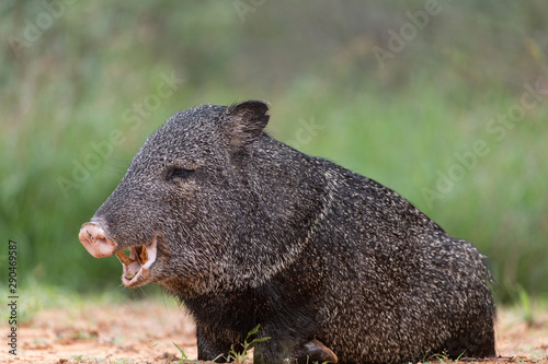 Wild Javelina (Peccary) in Southern Texas © Dennis Donohue