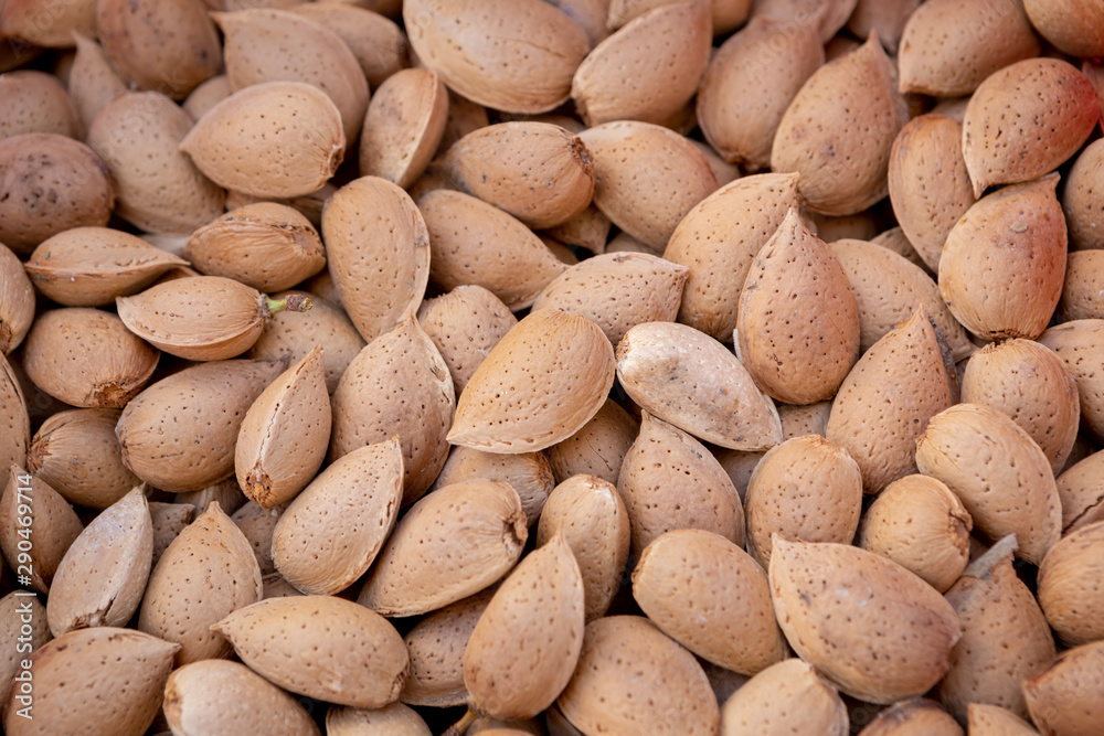 Obraz premium Many freshly picked almonds