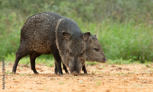 Wild Javelina (Peccary) in Southern Texas