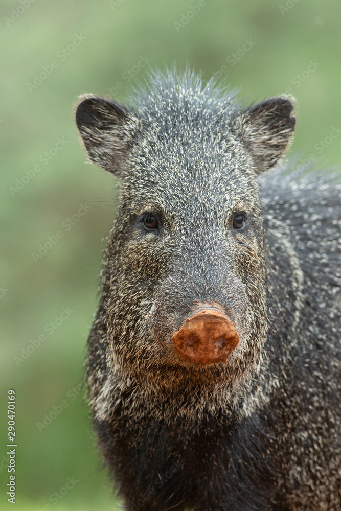 Wild Javelina (Peccary) in Southern Texas Wild Javelina (Peccary) in Southern Texas