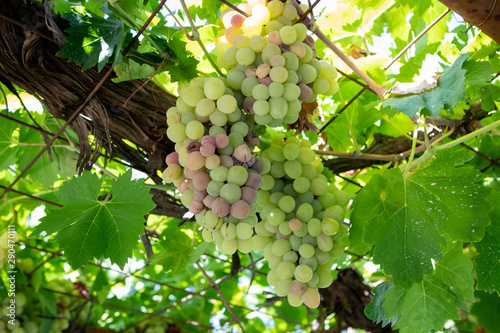 Wallpaper Mural Green grapes in the plant Torontodigital.ca