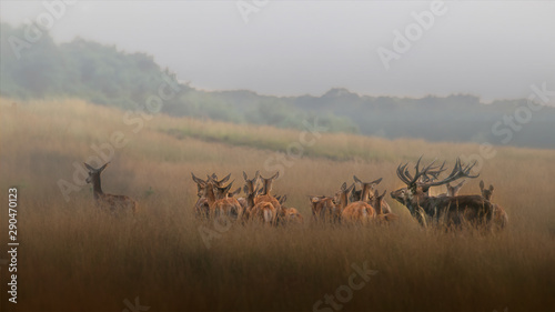 Red deer (Cervus elaphus) stag with a group female red deer in rutting season on the field of National Park Hoge Veluwe in the Netherlands. Forest in the background.