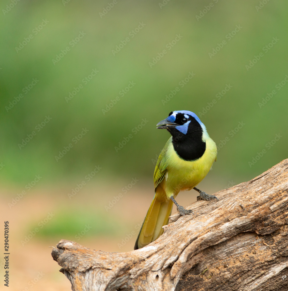 Beautiful Green Jay in Southern Texas 