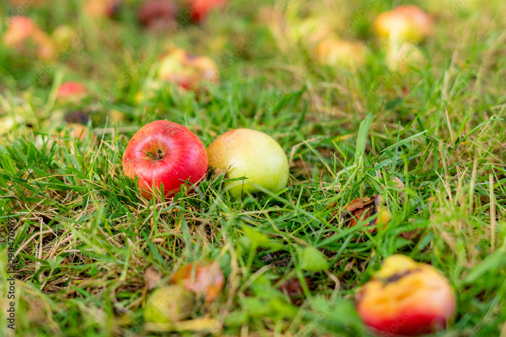 fallen ripe apples on the lawn grass under the tree fallen ripe apples on the lawn grass under the tree
