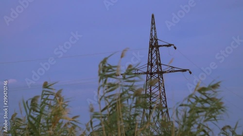 The bulrushes against the sky and power lines