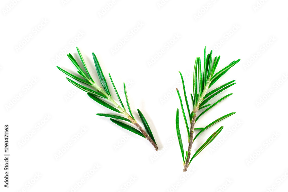 Top view, Branch and Leaf of fresh raw rosemary isolated on white background. Tiwgs - leaf green. Organic and herbal nature concept, Flat lay Top view, Branch and Leaf of fresh raw rosemary isolated on white background. Tiwgs - leaf green. Organic and herbal nature concept, Flat lay