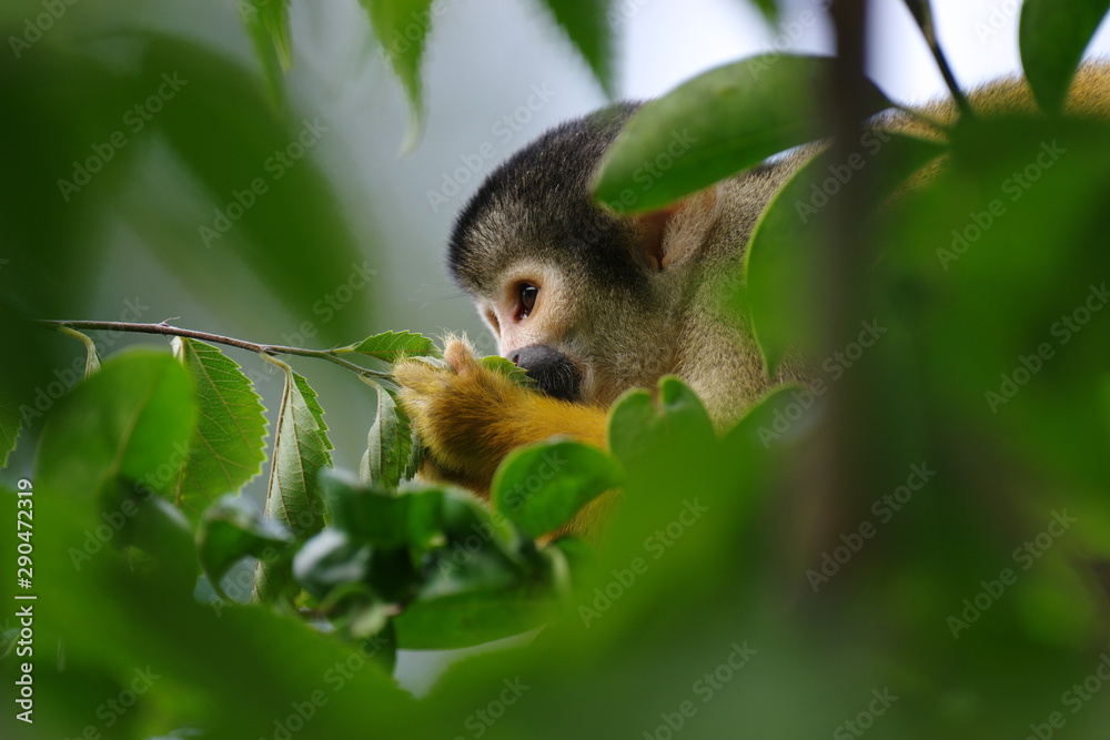 Obraz premium 可愛いリスザル