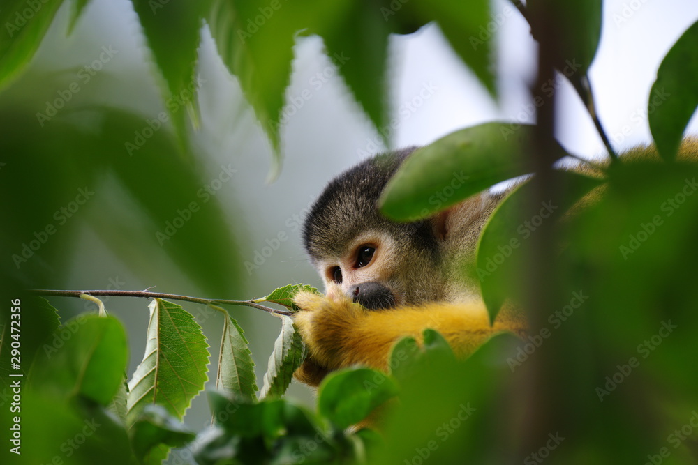 Obraz premium 可愛いリスザル