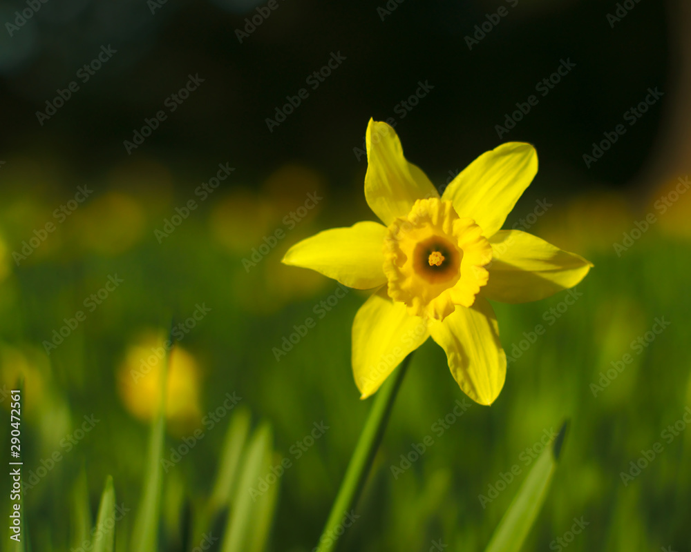 Obraz premium Sassy Daffodil