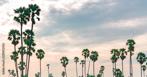 Sugar palm tree in Thailand with beautiful sunset sky. Beautiful pattern of sugar parm tree in summer. Landscape of rural nature. Romantic pink sky with tall tree. Travel in tropical background.