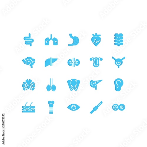human organ flat vector icon